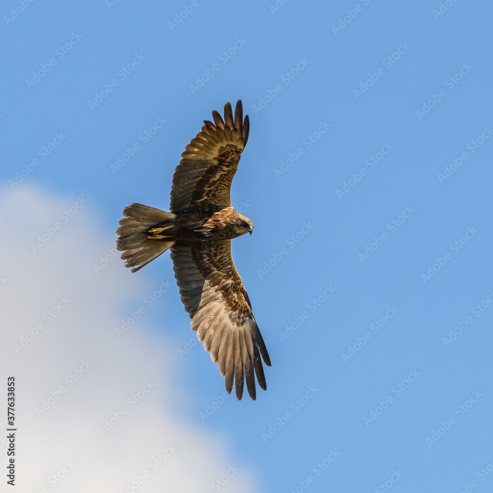 Fototapeta premium western marsh harrier (Circus aeruginosus) bird of prey in flight