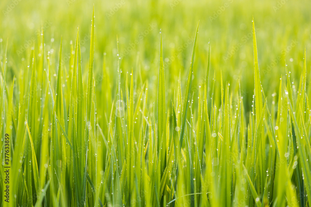 Fototapeta premium rice plant in field with morning dew