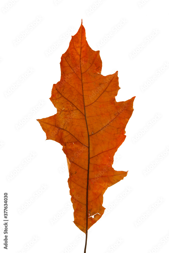 Bright red and orange autumn leaf on an isolated white background. High resolution. Bright red and orange autumn leaf on an isolated white background. High resolution.