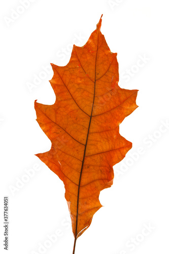 Bright red and orange autumn leaf on an isolated white background. High resolution.