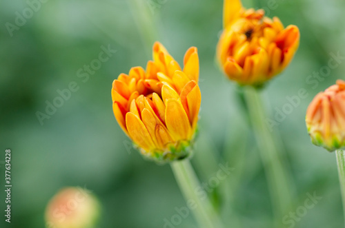 Yellow beautiful chrysanthemum blooming blurred with blur pattern background.
