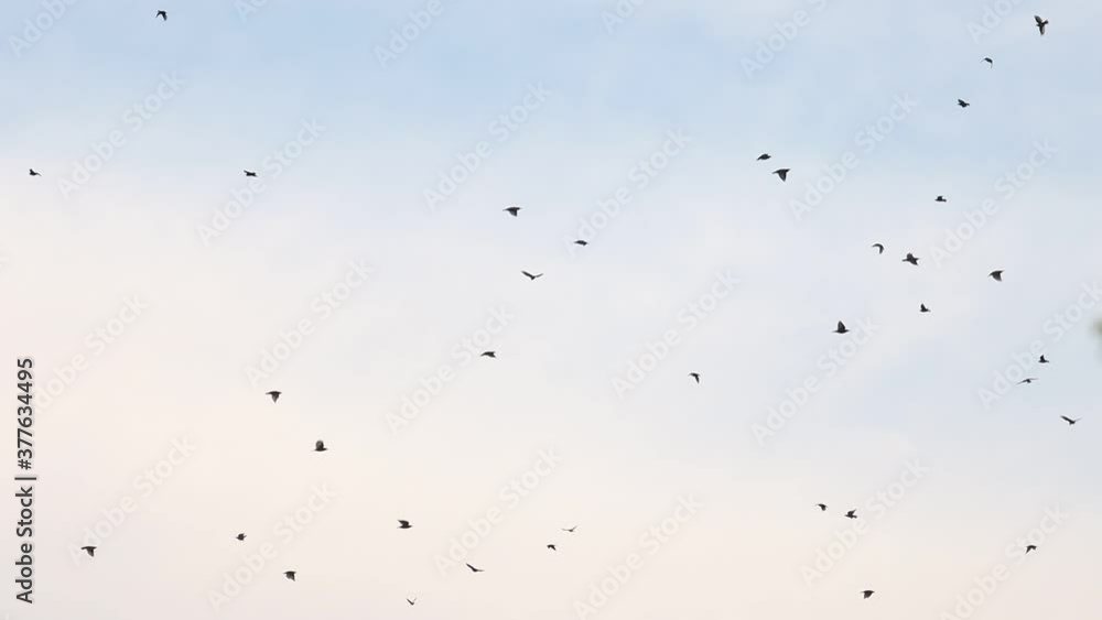 flock of birds circling in the beautiful sky flock of birds circling in the beautiful sky