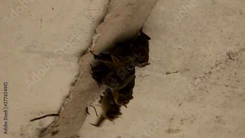 Adorable bat family grouped in crevasse under a concrete bridge photo