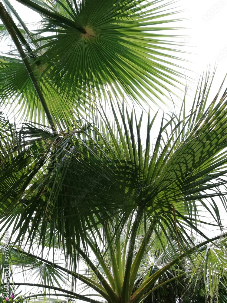 Fototapeta premium sdr