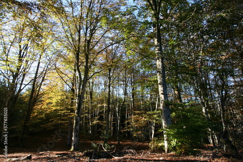 sous-bois