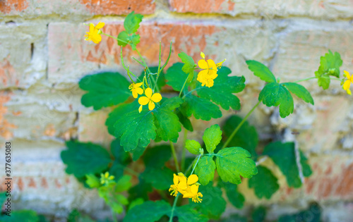 yellow flower of celandine plant near brick wall. Medicinal herb with bactericidal and fungicidal action photo