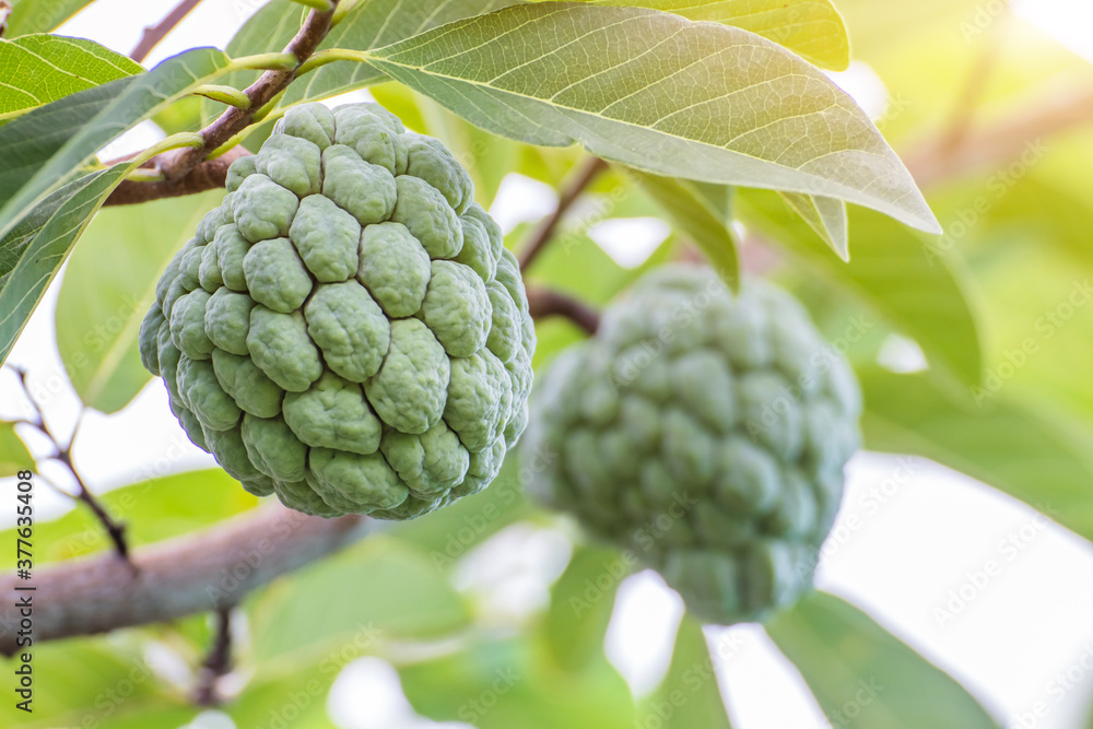 Custard apple fruit hanging on the tree branch,custard apple tree in the garden Custard apple fruit hanging on the tree branch,custard apple tree in the garden