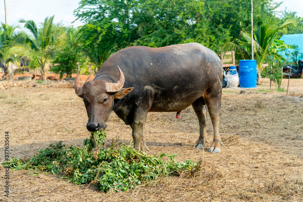 Fototapeta premium A group of buffalo and crow that are eating grasses in the green farm at country side and eating some food