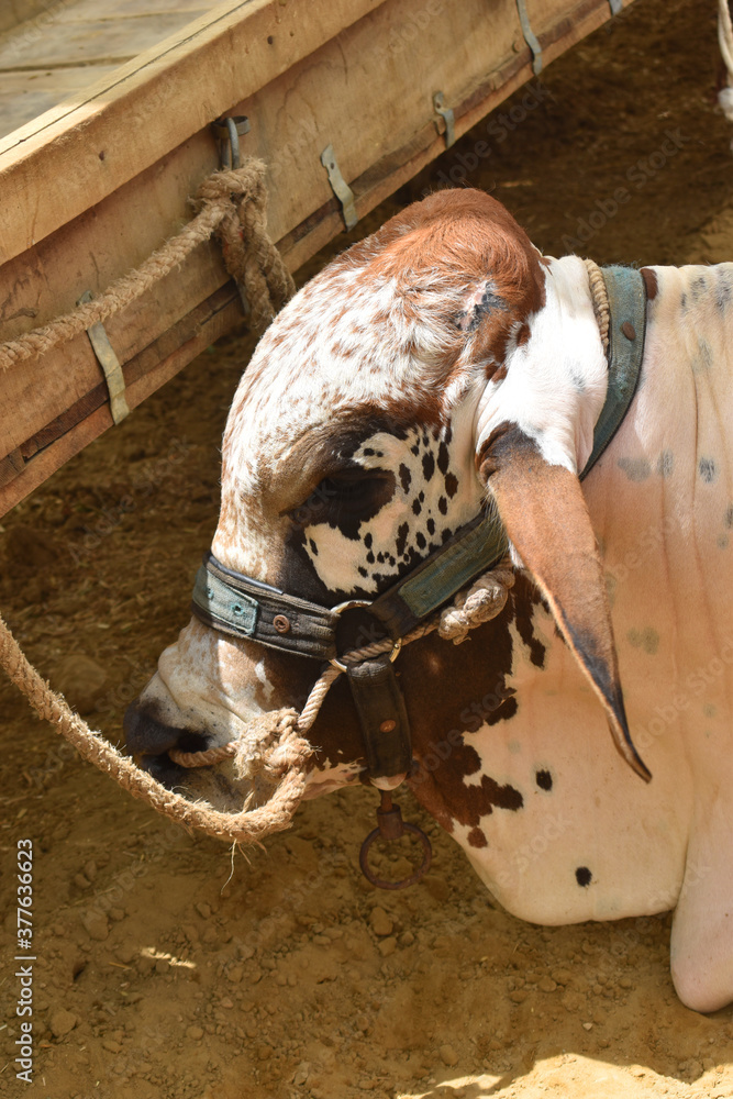Obraz premium Bulls Head Close Up, Beautiful cow for sale in the market for the sacrifice feast of Eid
