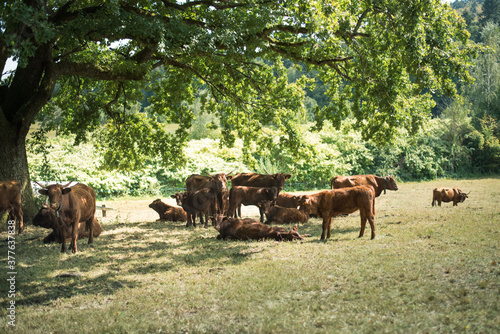 A herd of cows under the tree. Hot day in a summer meadow.