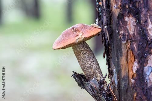 Edible mushroom boletus with red hat on pine tree in the forest on an autumn day. © Evgenii