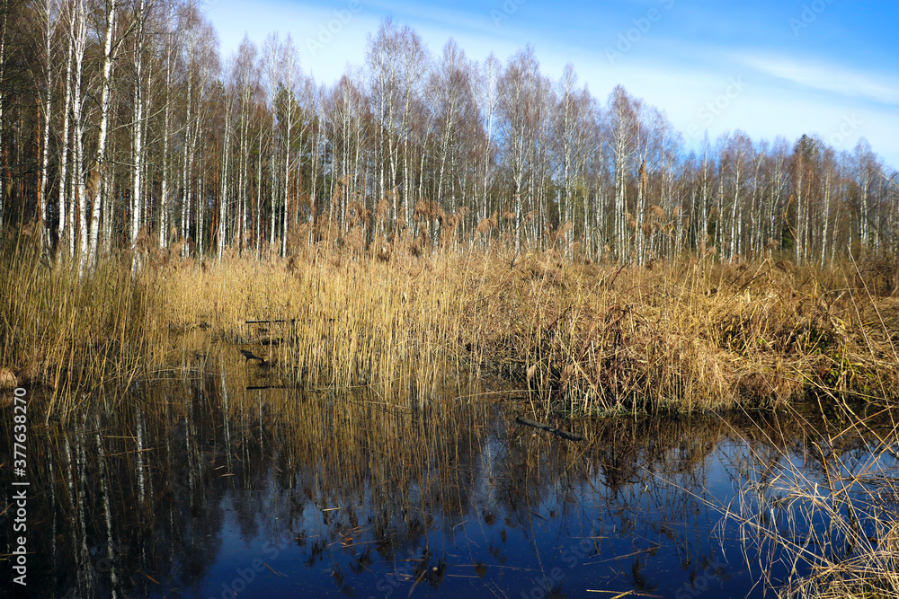 A small lake in a marshy area next to a forest.
