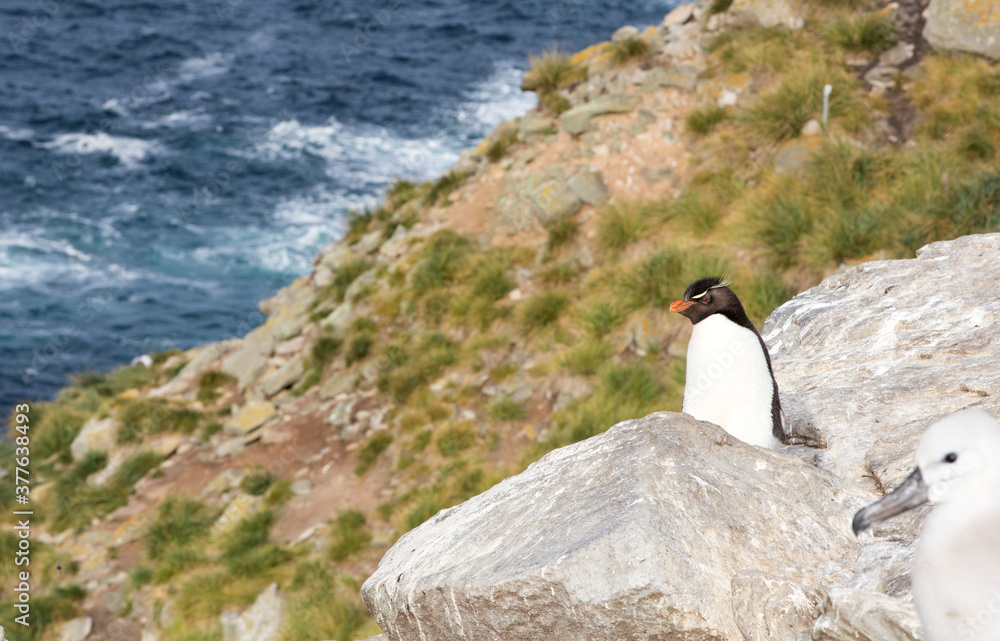 Naklejka premium Rockhopper penguin (Eudyptes chrysocome). New Island, Falkland Islands.