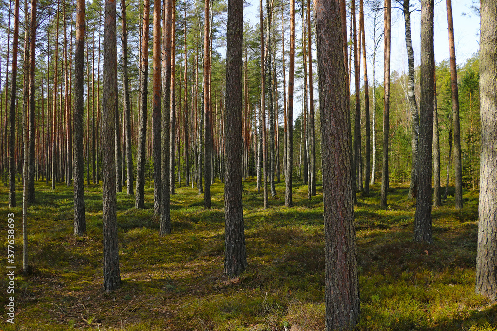 Pure pine green forest. Walking in clean fresh air. Pure pine green forest. Walking in clean fresh air.