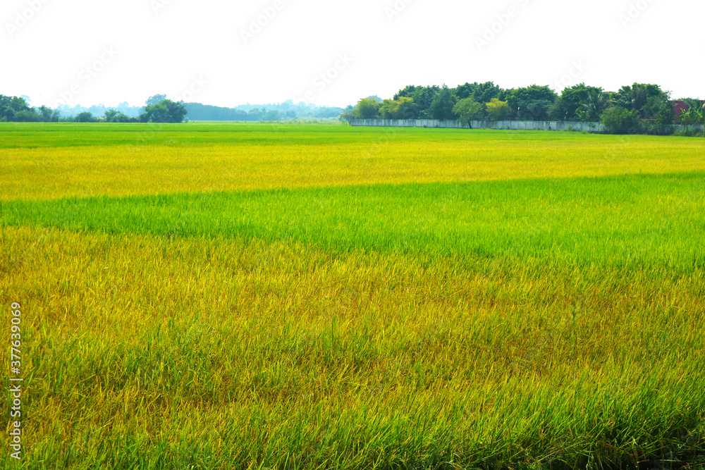 Fototapeta premium green and gold agriculture jasmine rice farm and soft fog in morning blue sky white cloud