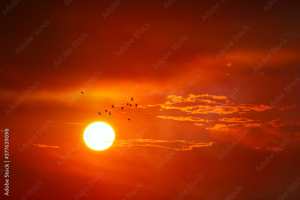 Fototapeta premium sunset on evening red cloud on the yellow sky and birds fly away