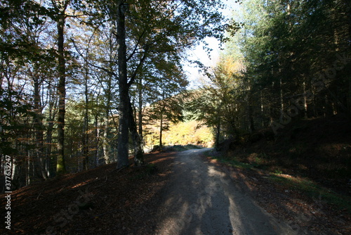 sous-bois