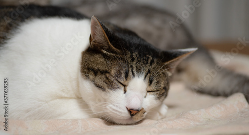 可愛い寝顔 キジトラ猫