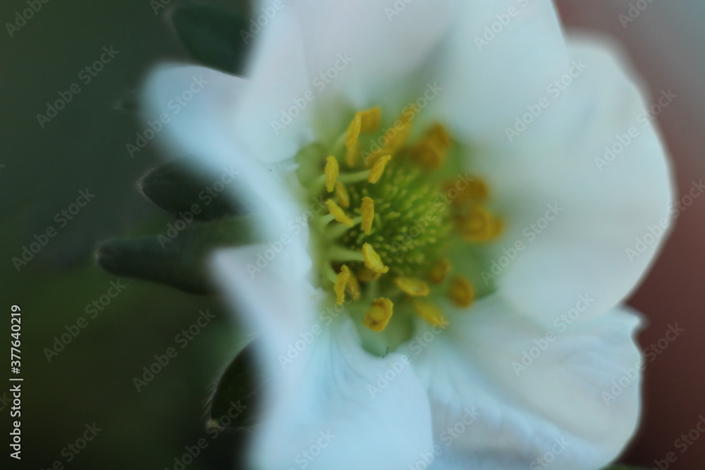 Bee pollen flower white strawberry natural fruit Bee pollen flower white strawberry natural fruit