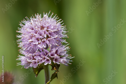 Close up of a water mint (mentha aquatica) flower photo