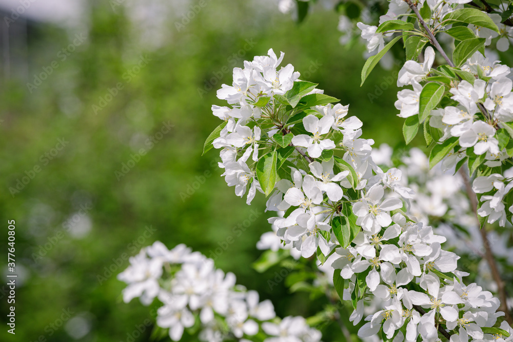 Beautiful apple tree flowering in city park Beautiful apple tree flowering in city park