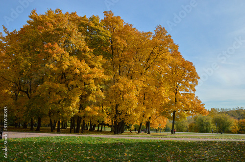 autumn landscape with trees in the park