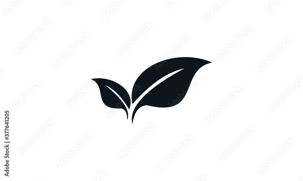 leaf isolated on white leaf isolated on white