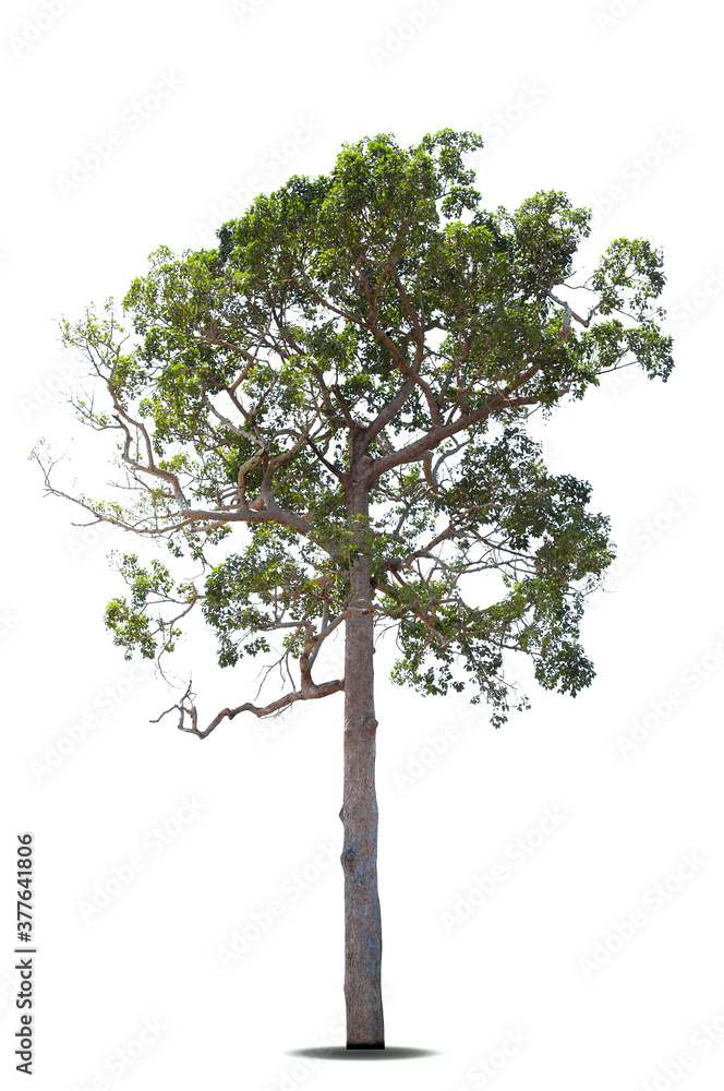 Trees isolated on white background, tropical trees isolated used for design, advertising and architecture. Trees isolated on white background, tropical trees isolated used for design, advertising and architecture.