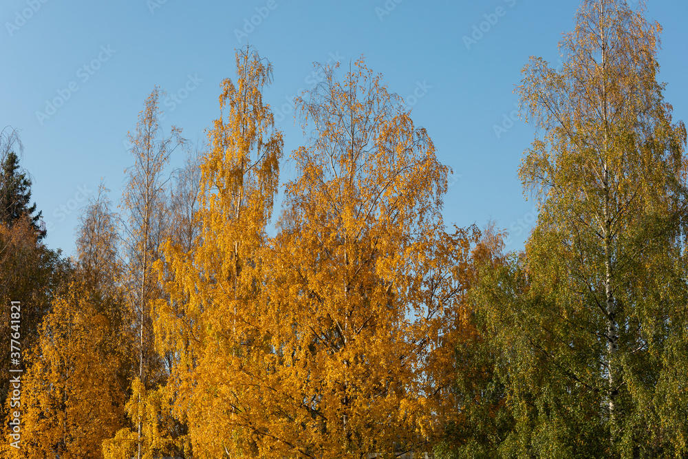 Fototapeta premium Birch tree and foliage in autumn colors