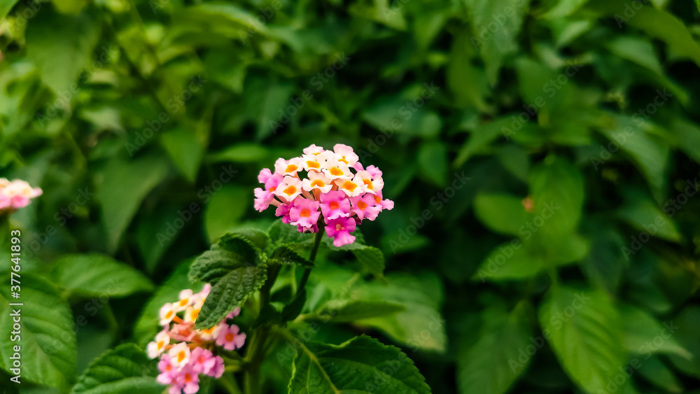selective focus on beautiful little flowers in winter morning selective focus on beautiful little flowers in winter morning