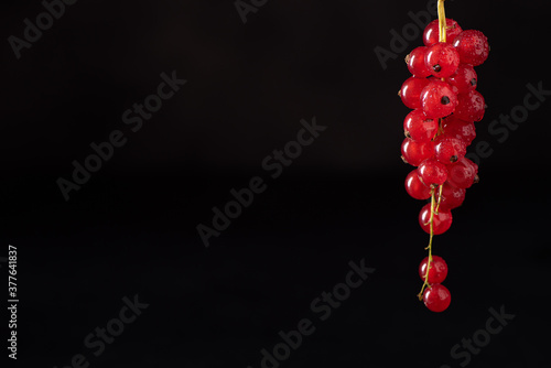a bunch of red currants on a black background