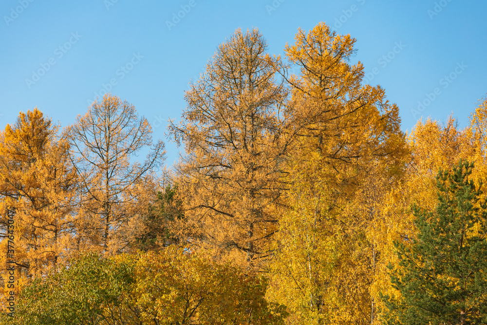 Larch trees in yellow autumn colors