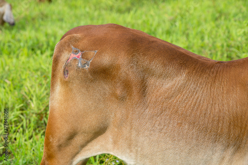 The cow was injured with a purulent wound.