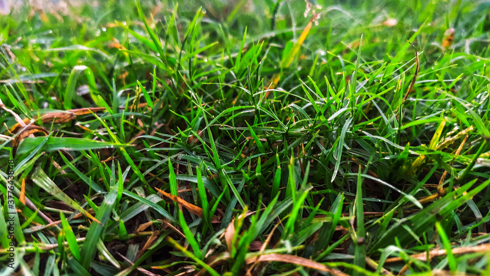 low angle view of beautiful green grass low angle view of beautiful green grass