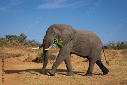 A male African Elephant  Loxodonta africana  eating