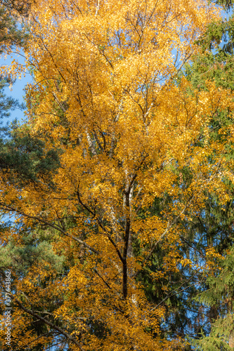 Birch tree and foliage in autumn colors