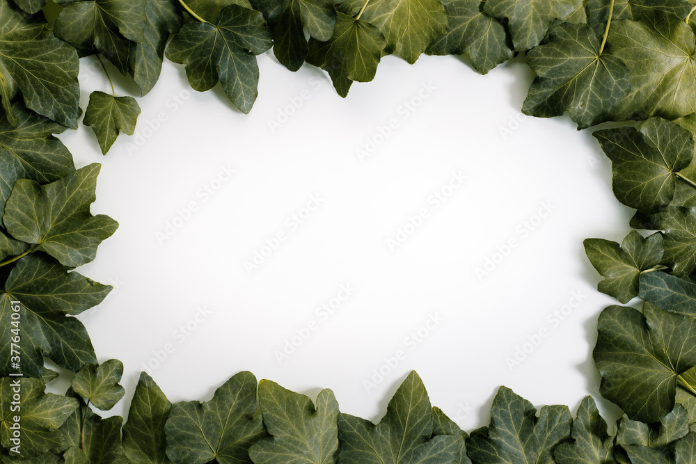 Fototapeta premium pale leaves on white background