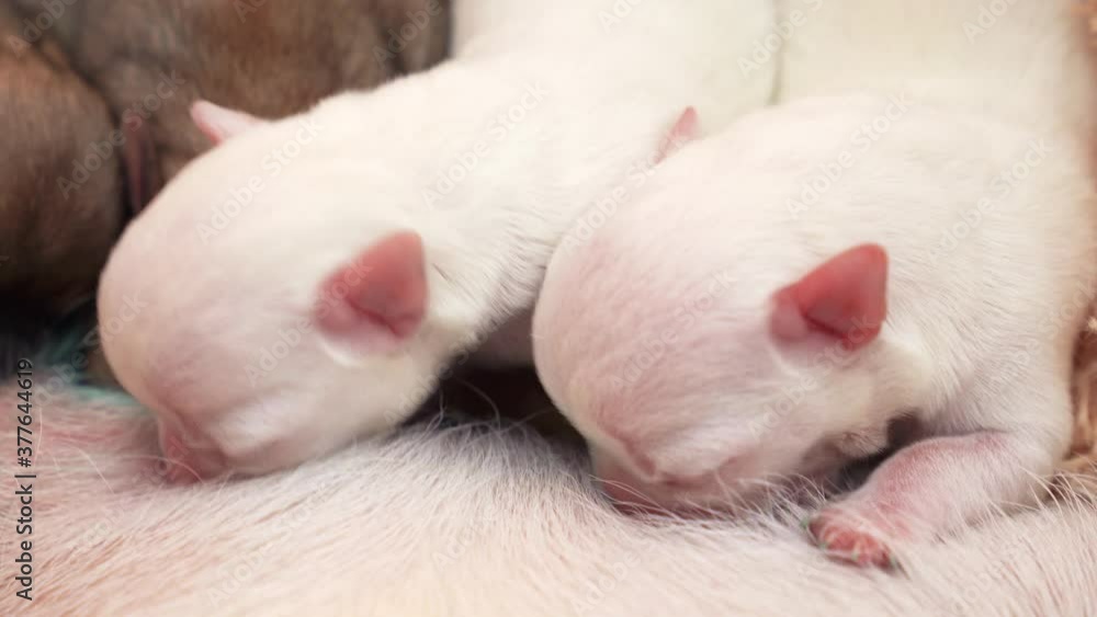 two newborn puppies Chihuahua eat breast milk. breeding purebred dogs. two newborn puppies Chihuahua eat breast milk. breeding purebred dogs.