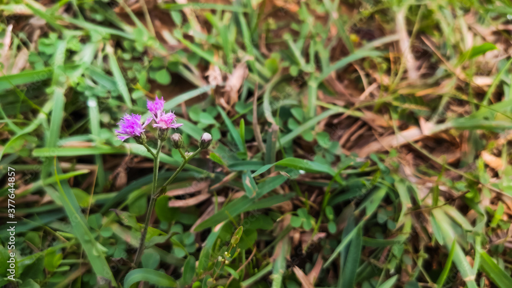 selective focus on beautiful purple flower selective focus on beautiful purple flower