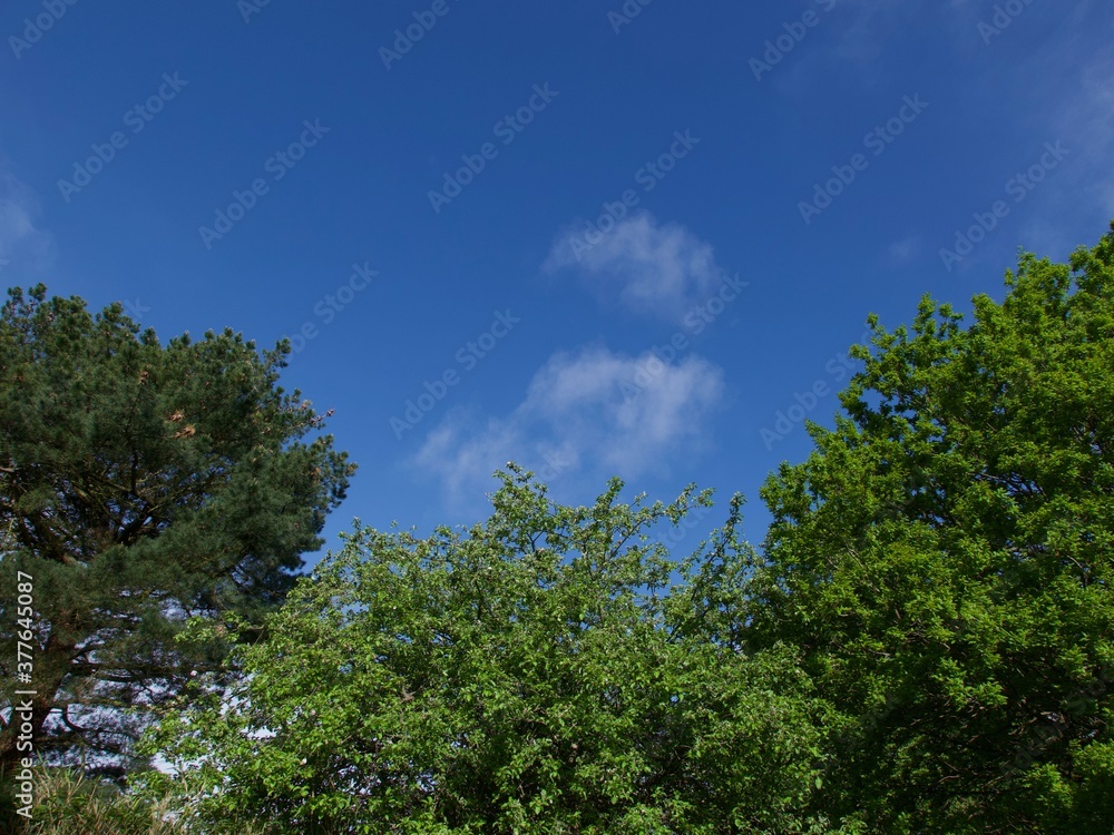 Dark blue sky with soft wispy clouds with copy space above trees Dark blue sky with soft wispy clouds with copy space above trees