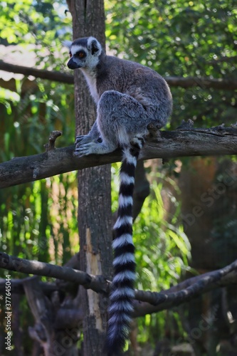 The Ring-Tailed Lemur (Lemur Catta) is a Large Strepsirrhine Primate with Black and White Ringed Tail. Cute Lemur Sits on Tree Branch in Czech Zoo Park.