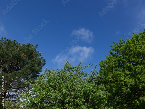 Dark blue sky with soft wispy clouds with copy space above trees
