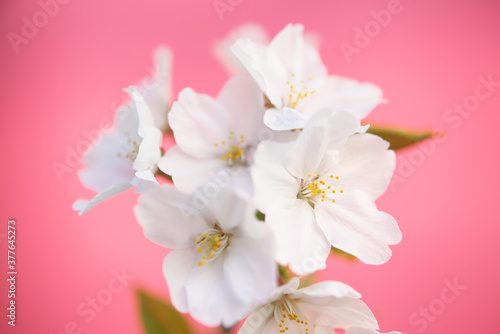 桜 © image360