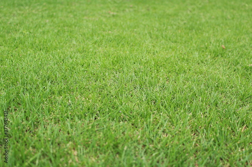 新緑の芝生