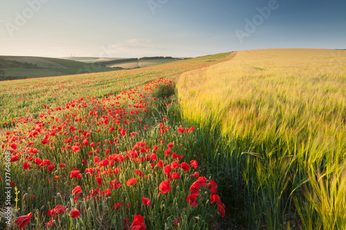  A poppy and barley field in the summer