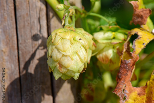 Hop (Humulus lupulus) grows around a wooden pole in a garden photo