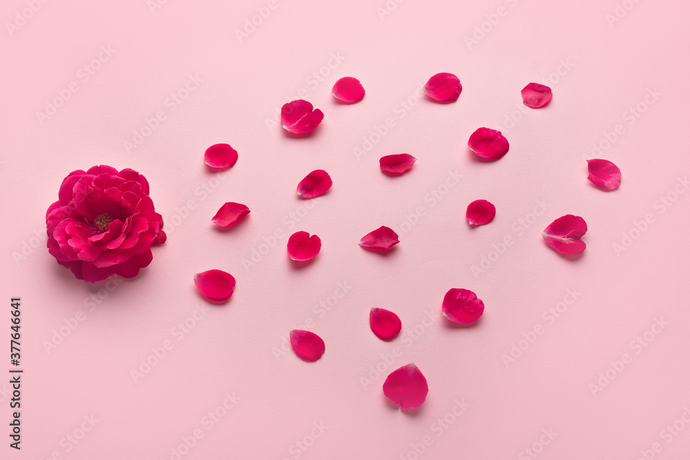 Red flower and petals on a pink background. Top view. Red flower and petals on a pink background. Top view.