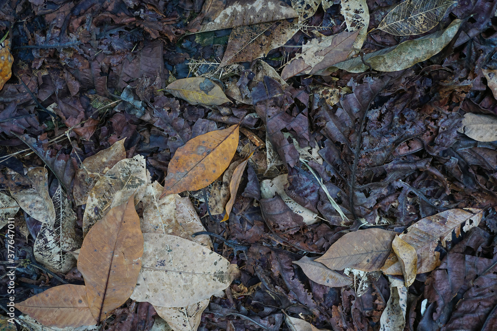 Dry leaf litter or nature garbage Dry leaf litter or nature garbage