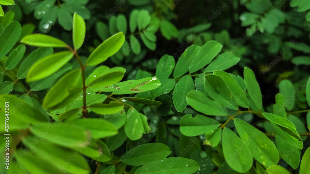 water drops on green leaves of a plant water drops on green leaves of a plant