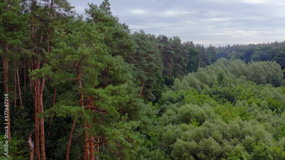 Beautiful green wood in summer. Tall pine trees and tops of short mixed trees in the forest. Flying over the top trees. Aerial view. Beautiful green wood in summer. Tall pine trees and tops of short mixed trees in the forest. Flying over the top trees. Aerial view.